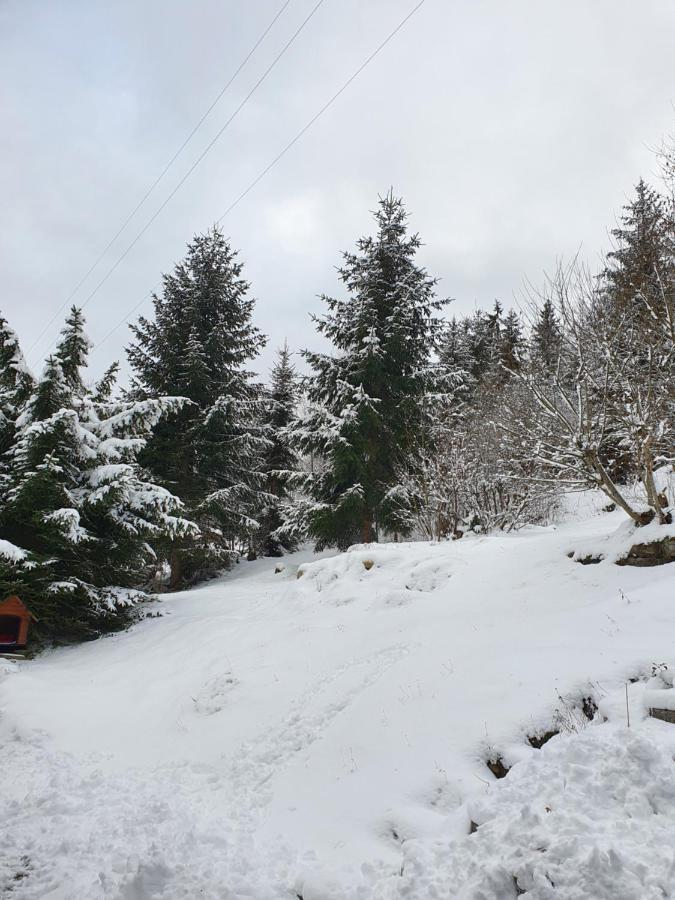 Haus Am Scheibenfelsen Lägenhet Sankt Blasien Exteriör bild