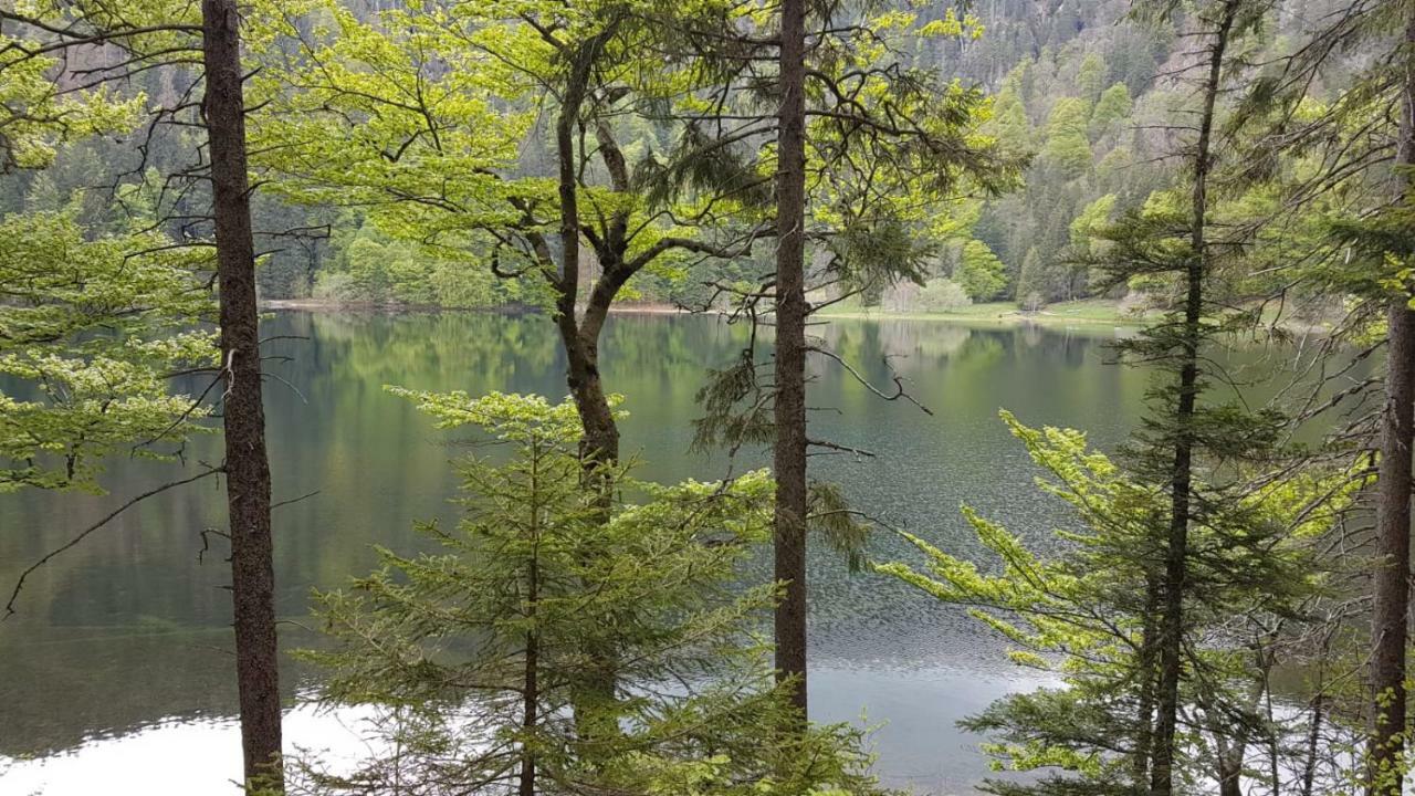 Haus Am Scheibenfelsen Lägenhet Sankt Blasien Exteriör bild