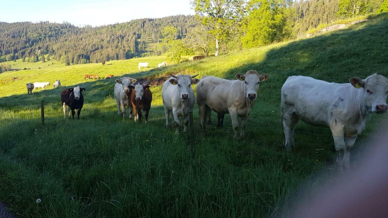 Haus Am Scheibenfelsen Lägenhet Sankt Blasien Exteriör bild